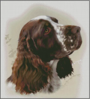 (image for) English Springer Spaniel